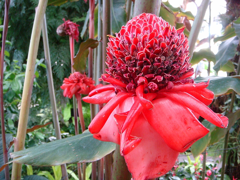 360 Longwood Gardens [2008 August 23].JPG - Longwood Gardens in Pennsylvania